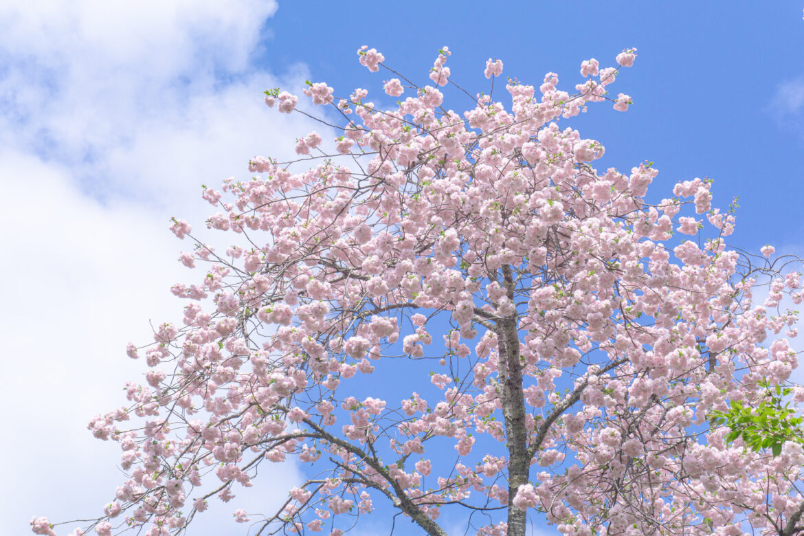 コラム　漢字と花 早花咲月 桜　さくら　日本国国花