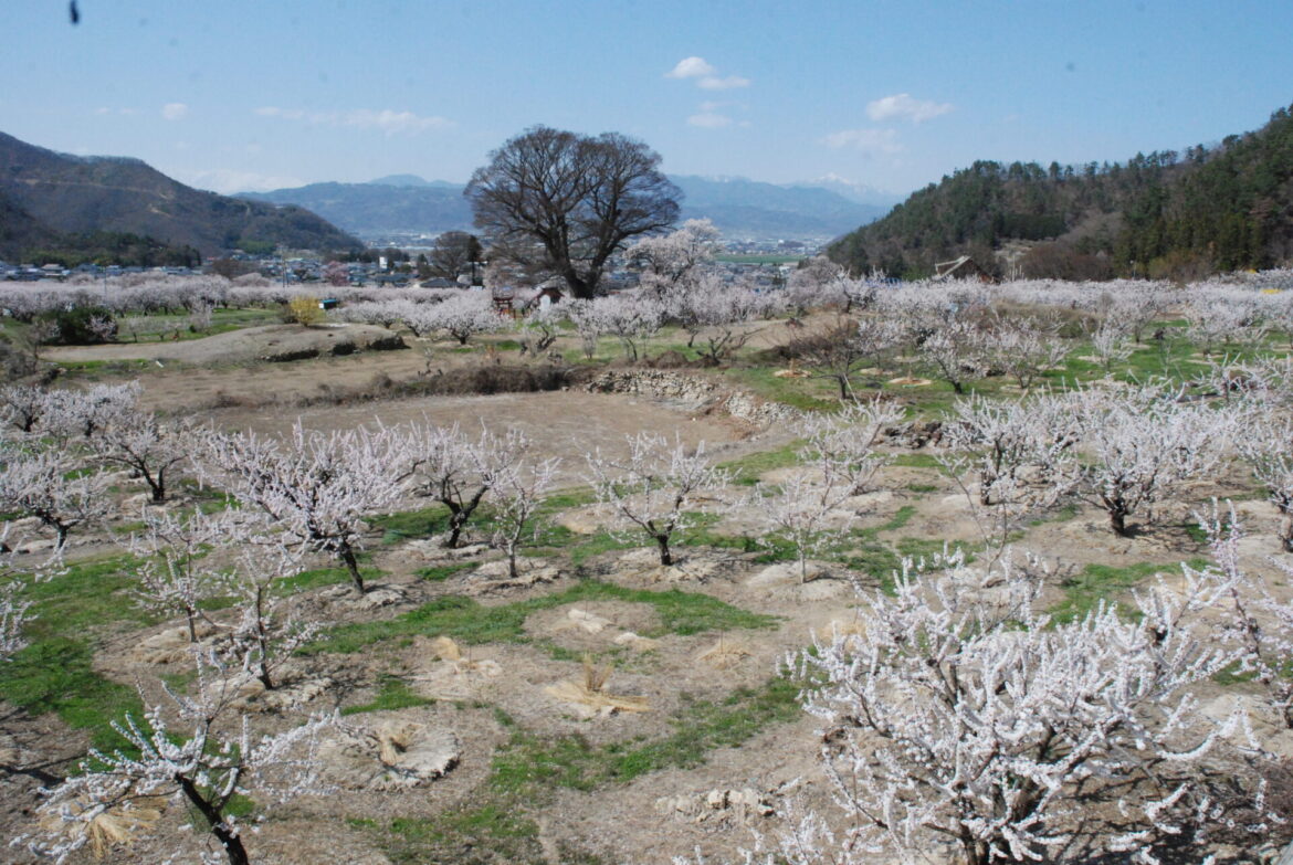 千曲市のあんずまつり　日本一のあんずの里で春を満喫