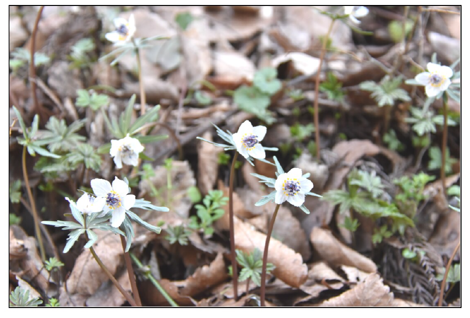 戸倉宿サクラケアパーク　セツブンソウが満開