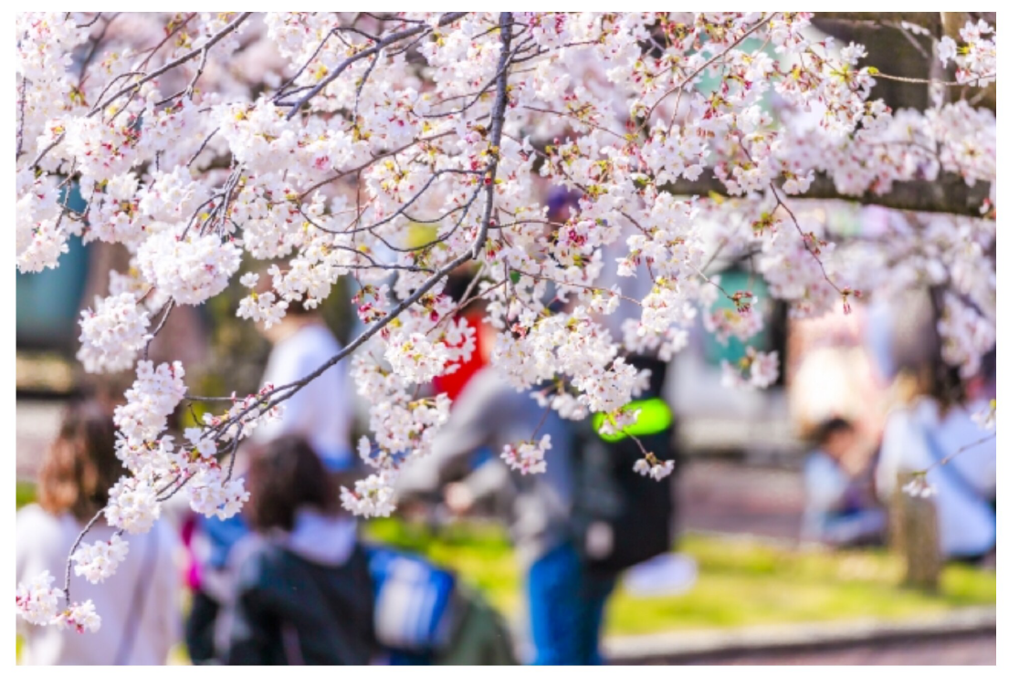 おじょこな８００字小説　第五十二回　「花見」