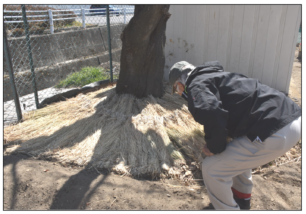 今井町公民館　　住民の手で桜を復活へ