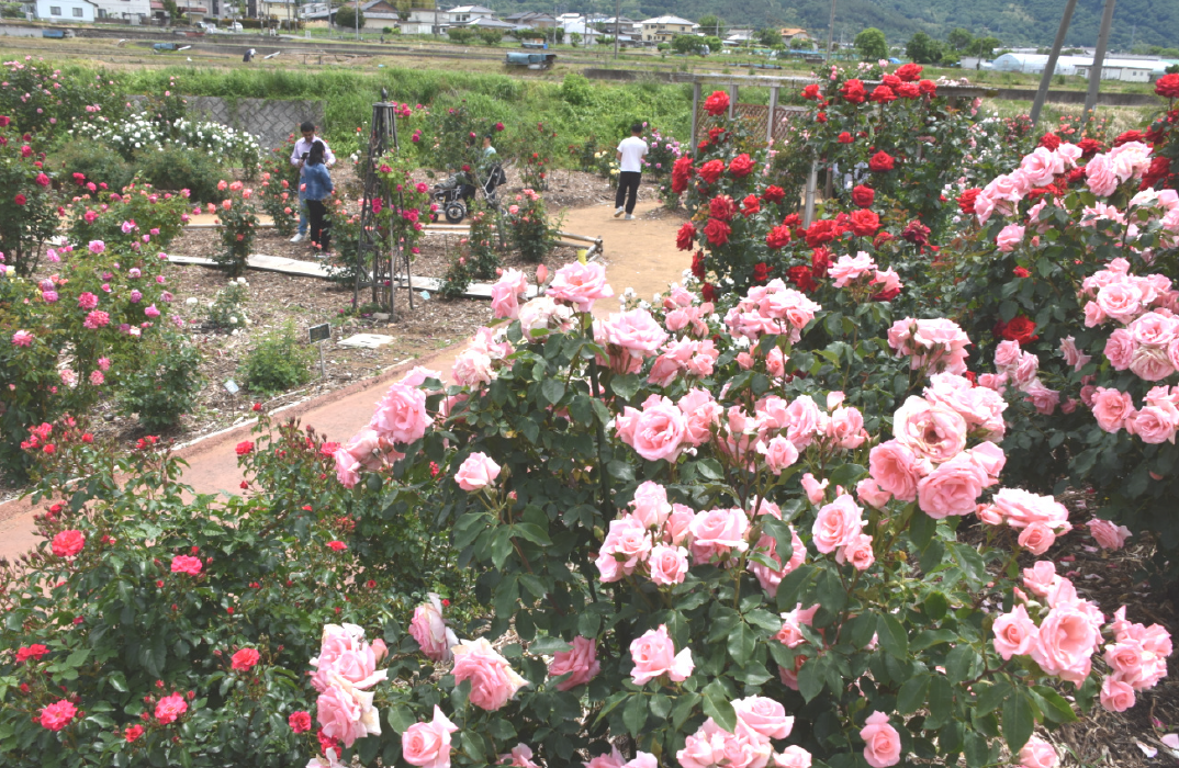 第21回信州坂城町ばら祭り